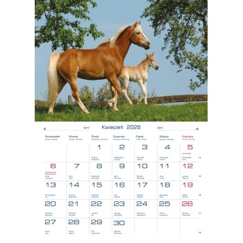 Terminarz DOMOWY - konie TW-10-6 Michalczyk i Prokop
